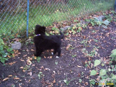 Gartenwolf_Petzi.jpg