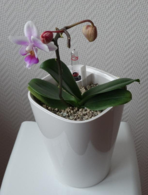 Kleine Phalaenopsis - 19.2.2017.jpg