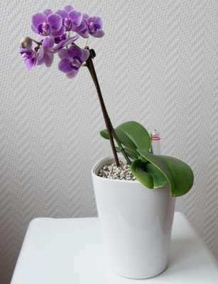 Mini-Phalaenopsis 19.2.2017.jpg