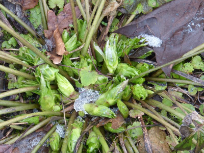2017-02-19 Helleborus x orientalis 1.jpg