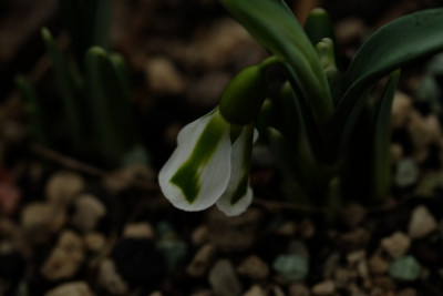 DSCF0696_1993.JPG