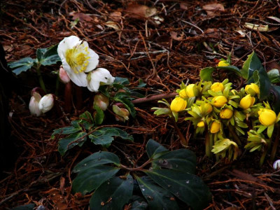 Sieht aus wie Frühling.JPG