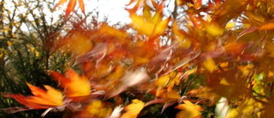 Orange-Dream-zerzaust.jpg