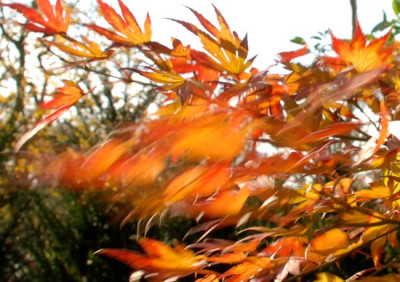 Orange-Dream-zerzaust-2.jpg