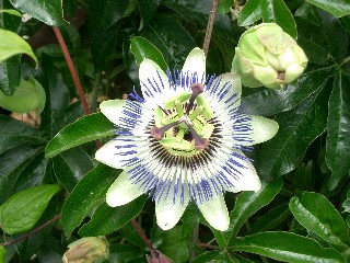 P.careulea.jpg