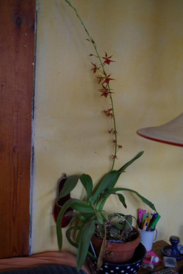 IMGP1261.JPG