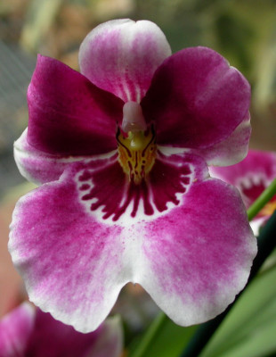 DSCN8129 Miltonia neu.jpg