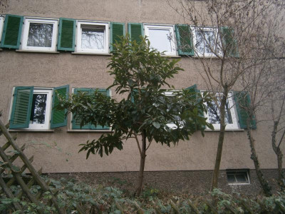 Nespolibaum Stuttgart Birkenwaldstr 001.JPG