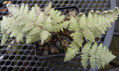 Cheilanthes lindheimeri ...  21.2.17 007.jpg