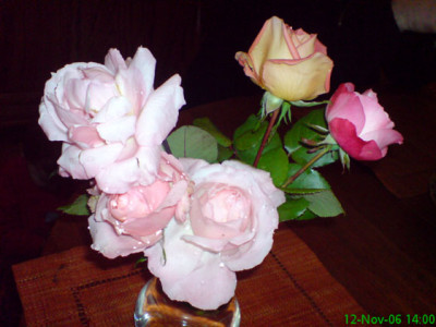 blumenstrauss_als_trost_fur_bianca.JPG