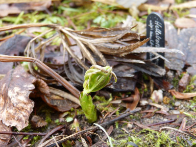 2017-02-21 Helleborus multifidus ssp. hercegovinus.jpg
