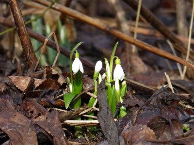 2017-02-21 Galanthus worronowii.jpg