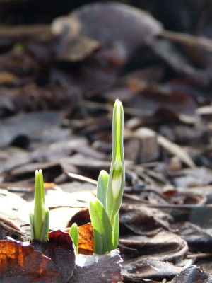 2017-02-21 Galanthus ‚Scharlockii’.jpg
