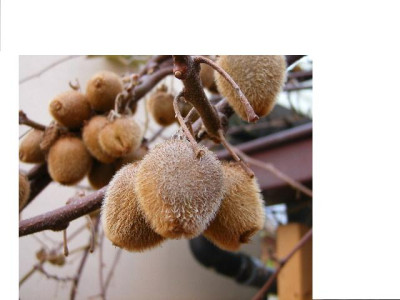 Kiwi.JPG
