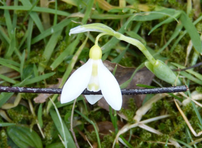 2017-02-21 Galanthus elwesii 2.jpg