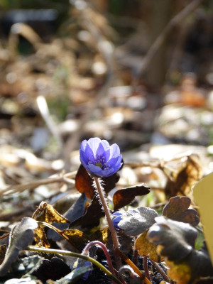 2017-02-21 Hepatica 'Blumenstadt Erfurt'.jpg