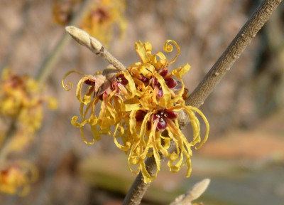 2017-02-16 Hamamelis 'Aurora'.jpg
