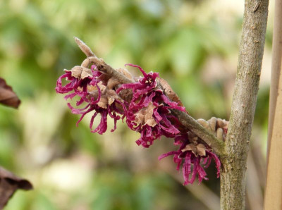 2017-02-21 Hamamelis 'Amethyst'.jpg