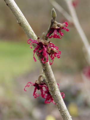 2017-02-21 Hamamelis 'Birgit' 3.jpg