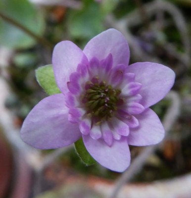 'Sayaka'   ...  21.2.17 127.jpg