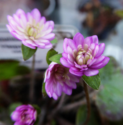 'Yuzuru'  ...  21.2.17 082.jpg