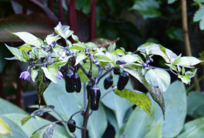 2016-07-01 Chili.jpg