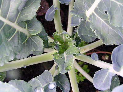 kohlrabi_web.jpg
