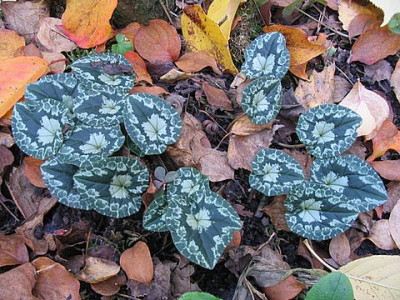 Cyclamen_hederifolium_November_2006.jpg