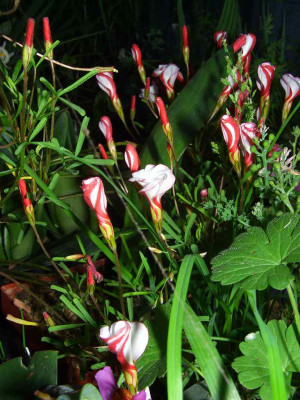 Oxalis_versicolor_06.jpg
