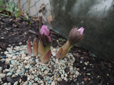 Helle thib rosa 22.2..JPG