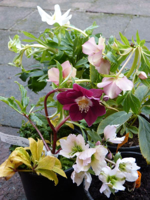 2017-02-22 Helleborus.jpg