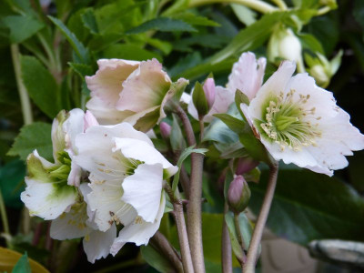 2017-02-22 Helleborus x belcheri.jpg
