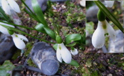 Galanthus forsteri ... ...   21.2.17 111.jpg