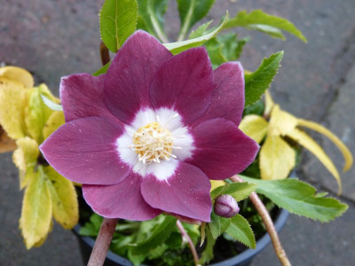 2017-02-22 Helleborus 1.jpg