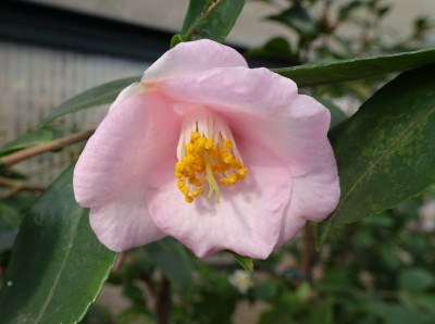 DSC04352.jpg