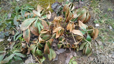 Helleborus_230117.jpg