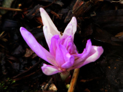 Colchicum Water  Lily.JPG