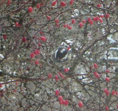 Vogel2.jpg