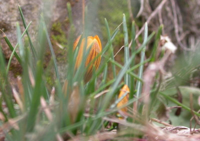 DSCN8137 Crocus 2.jpg