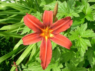 Hemmerocallis_rot.jpg