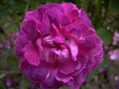 Belle_de_Crecy_06.JPG