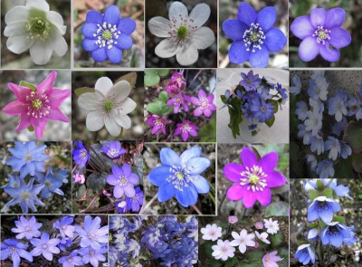 Hepatica-Vielfalt ....jpg