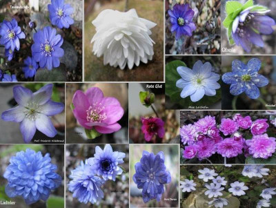 Hepatica - Sonderformen.jpg