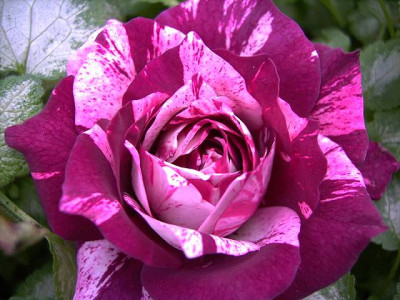 Purple_Tiger_006.JPG
