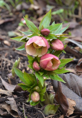 Helleborus-Frühlingsüberraschung.17-1.jpg