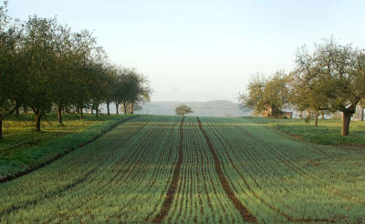 Feld-im-November.jpg