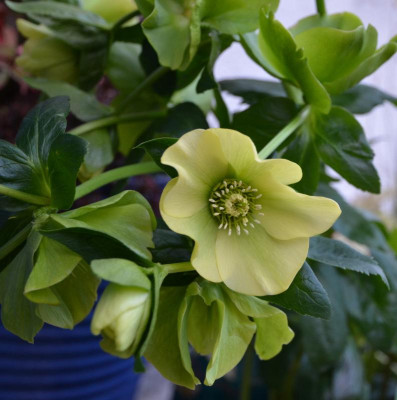 Helleborus-gelb.16-2.jpg