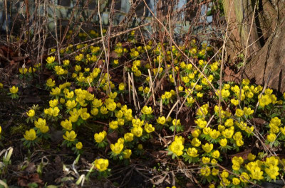 Eranthis.17-1.jpg