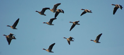 Vogelflug_November.jpg
