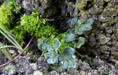Asplenium ruta-muraria  I ...   25.2.17 001.jpg